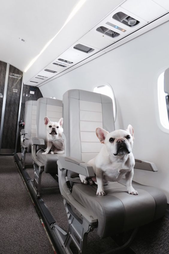 寵物移民最新懶人包